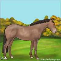 Horse Color:Sable Champagne 