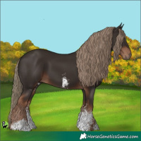 Horse Color:Liver Chestnut Sabino