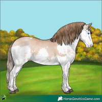 Horse Color:White Spotted Brown Pearl Splash 