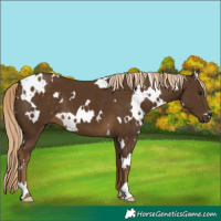 Horse Color:White Spotted Chocolate Palomino