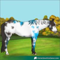 Horse Color:White Spotted Liver Chestnut Frame 