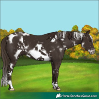 Horse Color:White Spotted Liver Chestnut Frame 