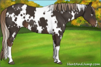 Horse Color:White Spotted Liver Chestnut
