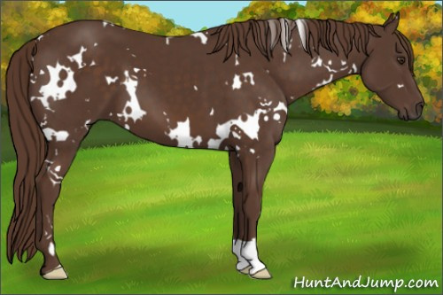 Horse Color:White Spotted Liver Chestnut