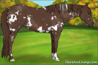 Horse Color:White Spotted Liver Chestnut 