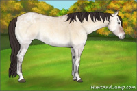 Horse Color:Buckskin Ice Roan Onyx 