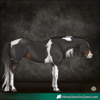 Horse Color:Liver Chestnut Splash Tobiano