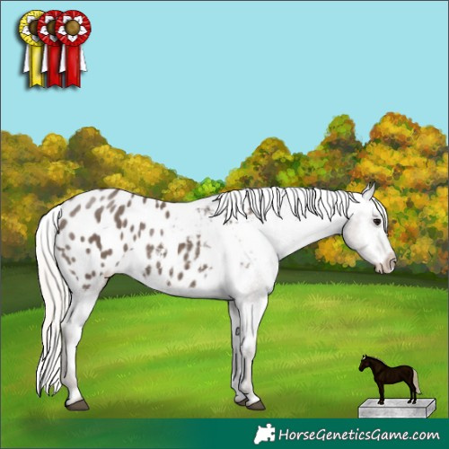 Horse Color:Silver Black Appaloosa 