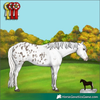 Horse Color:Silver Black Appaloosa 