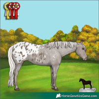 Horse Color:Silver Black Appaloosa 