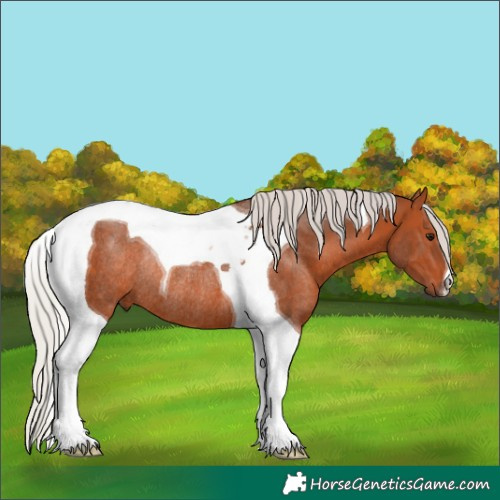 Horse Color:Silver Bay Tobiano Rabicano 