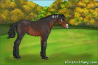 Horse Color:White Spotted Brown Frame 