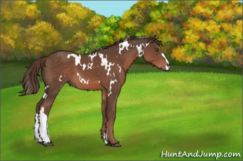 Horse Color:White Spotted Liver Chestnut 
