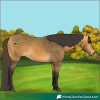 Horse Color:Buckskin 