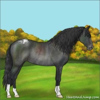 Horse Color:Black Varnish Rabicano 