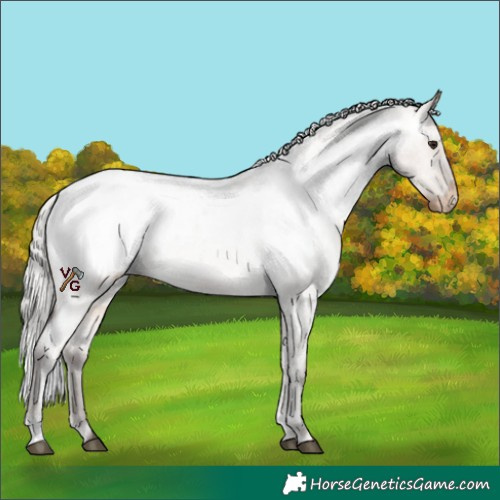 Horse Color:Silver Brown Roan Dun Appaloosa 