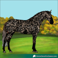 Horse Color:Void Bay Dun Sabino Snowflake Varnish