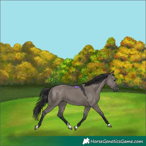 Horse Color:Grullo 