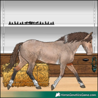 Horse Color:Bay Dun Tobiano Varnish 