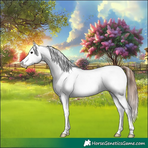 Horse Color:White Spotted Grullo Appaloosa Brindle 