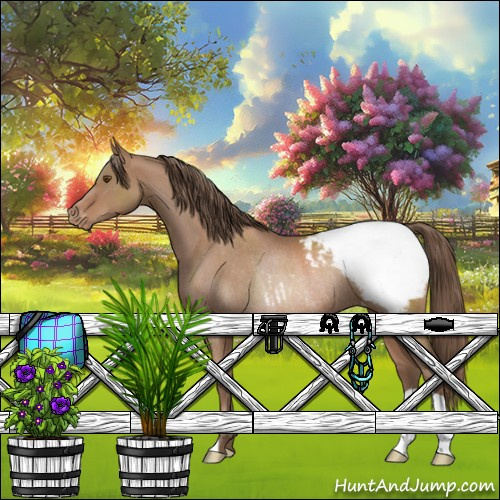 Horse Color:Black Pearl Appaloosa Rabicano 