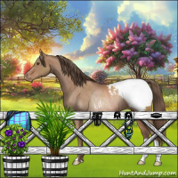 Horse Color:Black Pearl Appaloosa Rabicano 