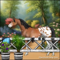 Horse Color:Bay Sabino Appaloosa 