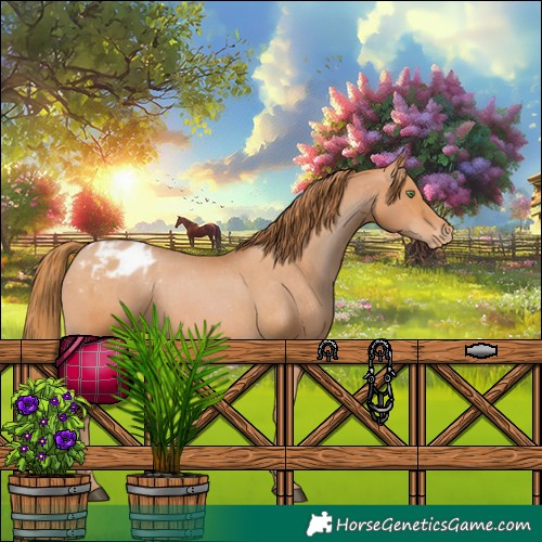 Horse Color:Bay Pearl Appaloosa 