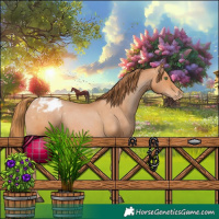 Horse Color:Bay Pearl Appaloosa 