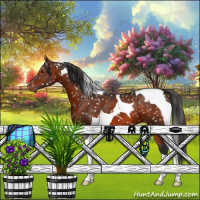 Horse Color:Brown Tobiano Appaloosa 