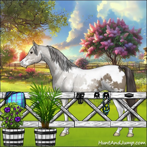 Horse Color:White Spotted Smoky Grullo Sabino Appaloosa 