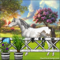 Horse Color:White Spotted Smoky Grullo Sabino Varnish 