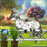 Horse Color:White Spotted Grullo Appaloosa Brindle 