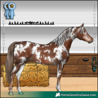 Horse Color:Gray White Spotted Chestnut Rabicano 