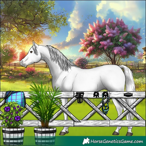 Horse Color:Gray White Spotted Red Dun Appaloosa 