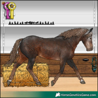 Horse Color:Gray Liver Chestnut Appaloosa 