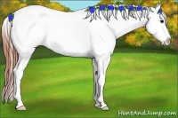 Horse Color:Grullo Appaloosa Rabicano