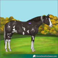 Horse Color:White Spotted Liver Chestnut Splash 
