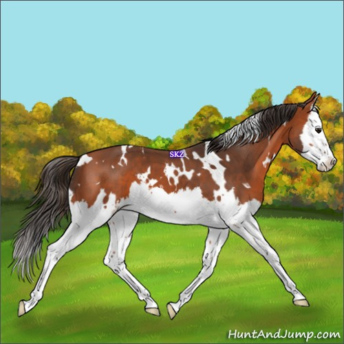 Horse Color:White Spotted Bay Splash