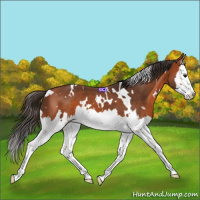 Horse Color:White Spotted Bay Splash 