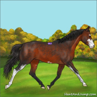 Horse Color:Brown Sabino