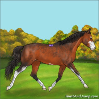 Horse Color:Brown Sabino Appaloosa 