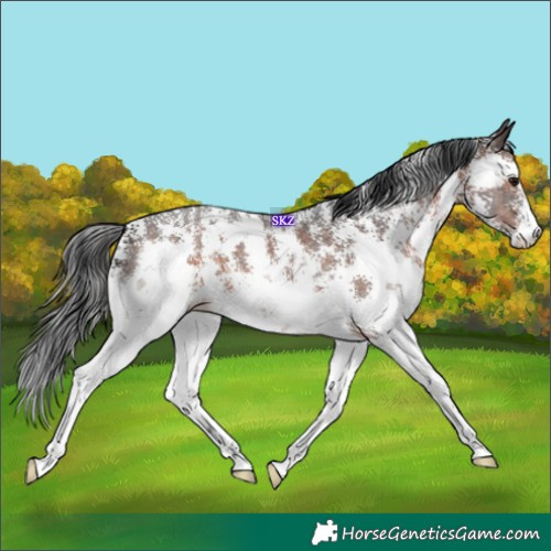Horse Color:Brown Sabino 