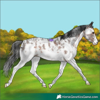 Horse Color:Brown Sabino 