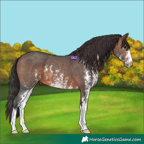 Horse Color:Brown Sabino 