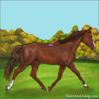 Horse Color:Chestnut Sabino Rabicano