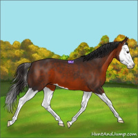 Horse Color:Bay Splash 