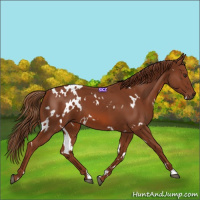 Horse Color:White Spotted Chestnut 