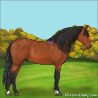 Horse Color:Bay Rabicano