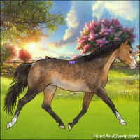 Horse Color:Buckskin Sabino Rabicano 